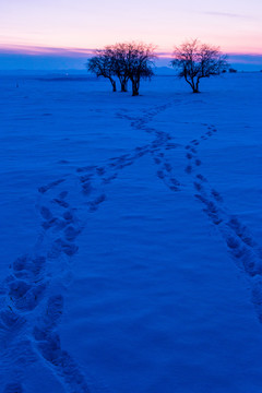 冬季雪原树木傍晚日落