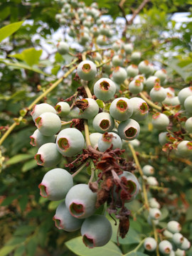 蓝莓果特写