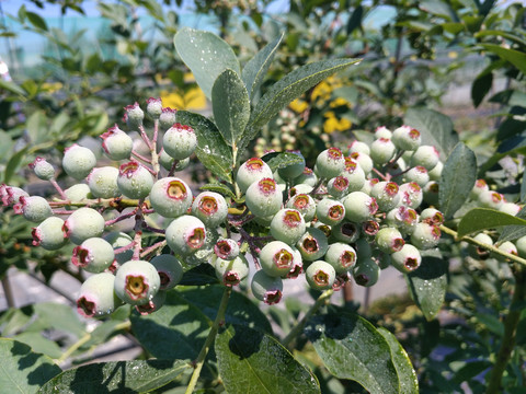 雨露蓝莓果