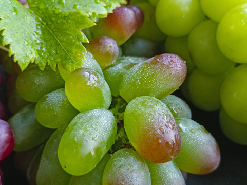 翠绿鲜果葡萄