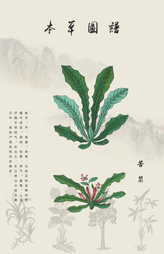 苦荬