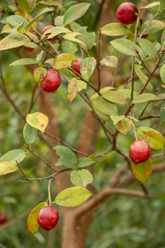 茶油树