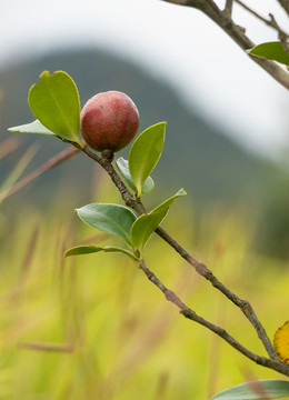 油茶子树木