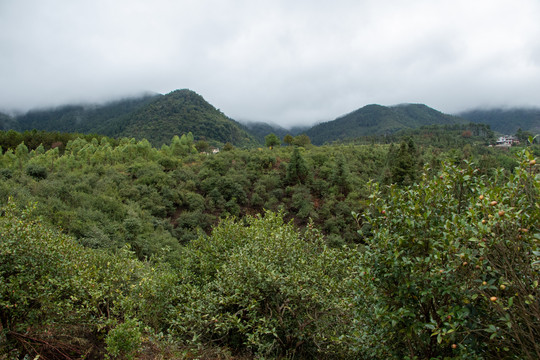 树林山峰