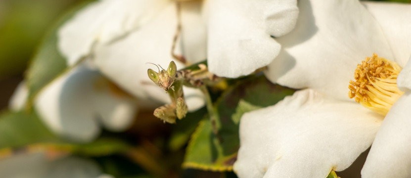 茶花树