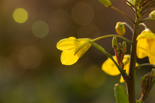 油菜花