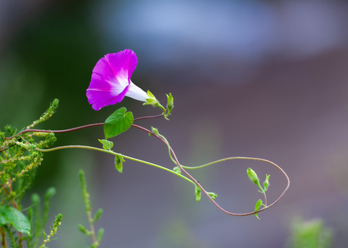 喇叭花