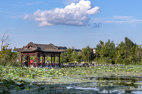 荷花盛开的长春北湖湿地公园景观