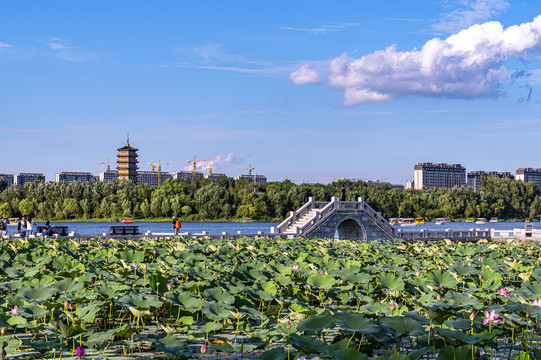 荷花盛开的长春北湖湿地公园景观