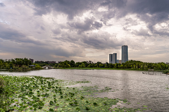 荷花盛开的长春北湖湿地公园景观