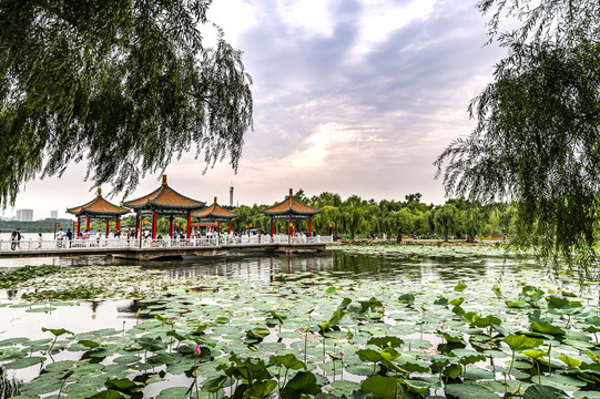 荷花盛开的中国长春南湖公园风景