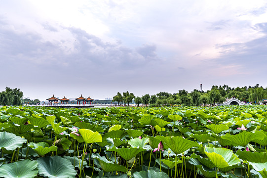 荷花盛开的中国长春南湖公园风景