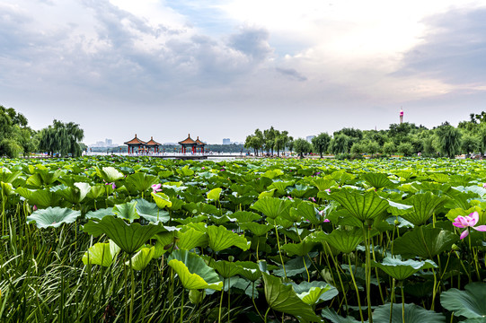 荷花盛开的中国长春南湖公园风景