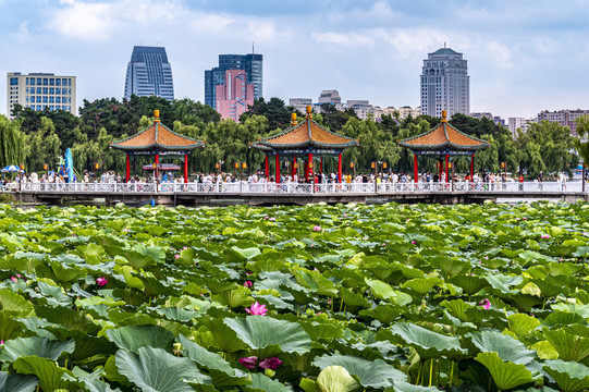 荷花盛开的中国长春南湖公园风景