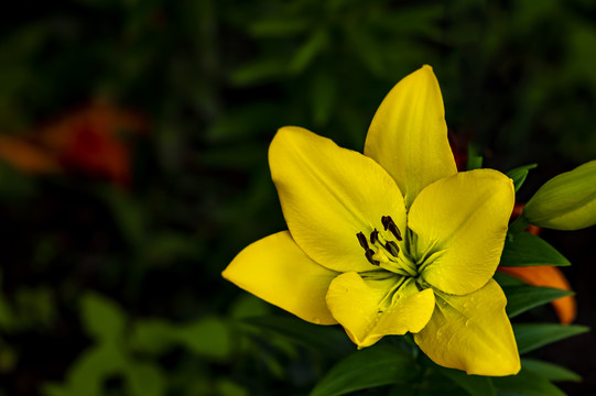 盛开的百合花