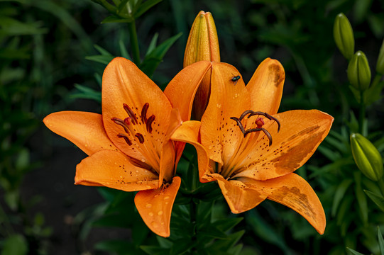 盛开的百合花