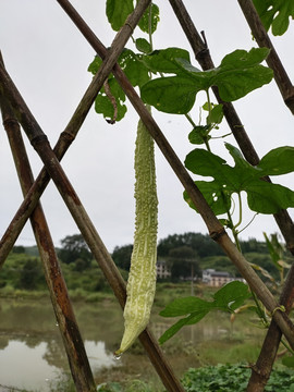 苦瓜特写