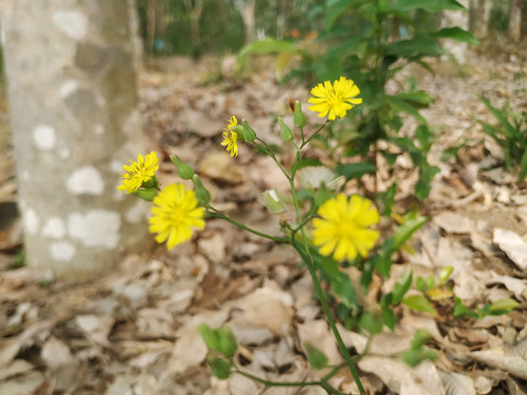 黄色的小花