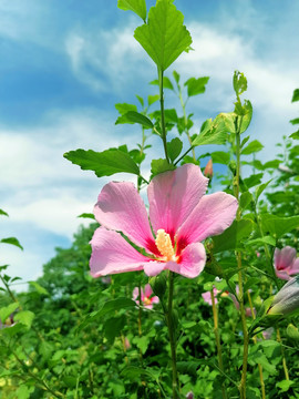 木槿花