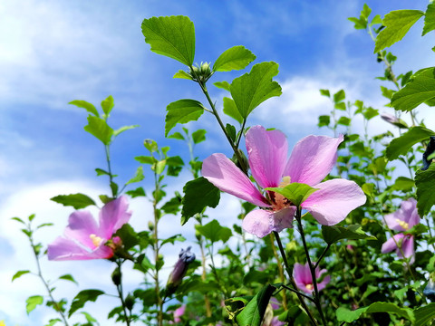 木槿花