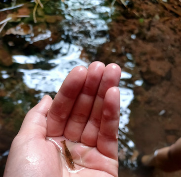 溪水小虾