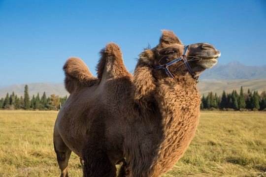 那拉提大草原骆驼