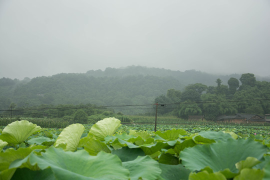 雨雾的荷叶山村