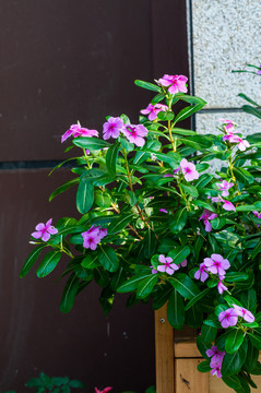 鲜花花圃