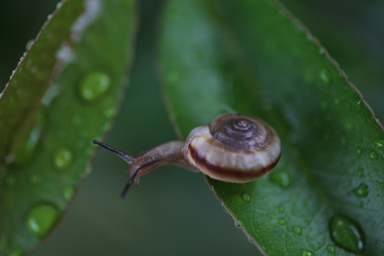 雨中蜗牛爬行