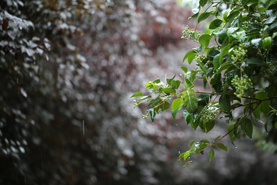 秋雨沐绿叶