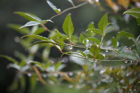 秋雨沐绿叶