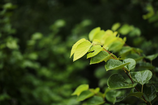 秋雨沐绿叶