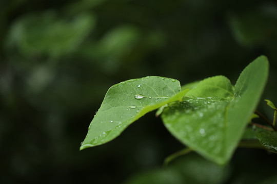 秋雨沐绿叶