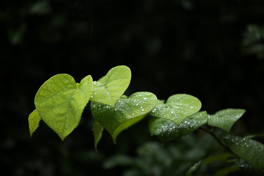 秋雨沐绿叶