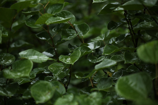 秋雨沐绿叶