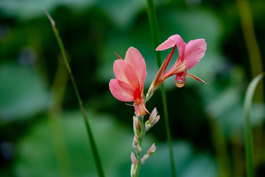 美人蕉花美人蕉花