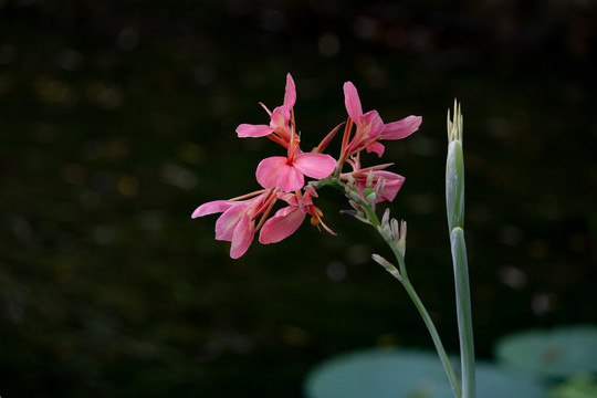 美人蕉花