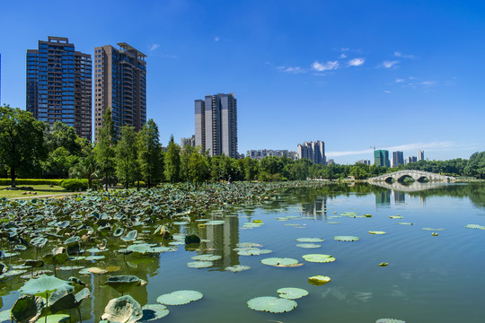 飞来湖湿地公园