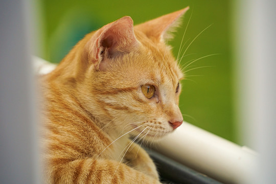 黄花猫特写