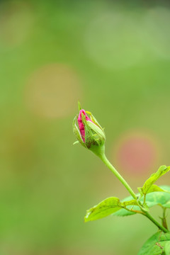 玫瑰花蕊