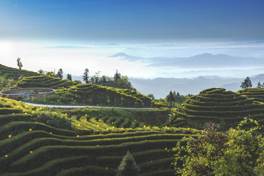 屏山大乘蜿蜒茶山风光