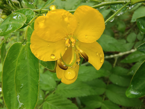 双荚决明花