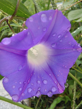 雨后紫色喇叭花
