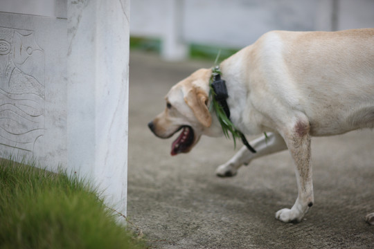 拉布拉多犬