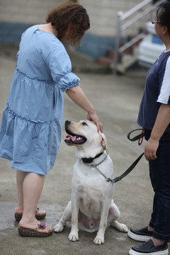 拉布拉多犬