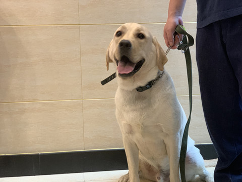 拉布拉多犬