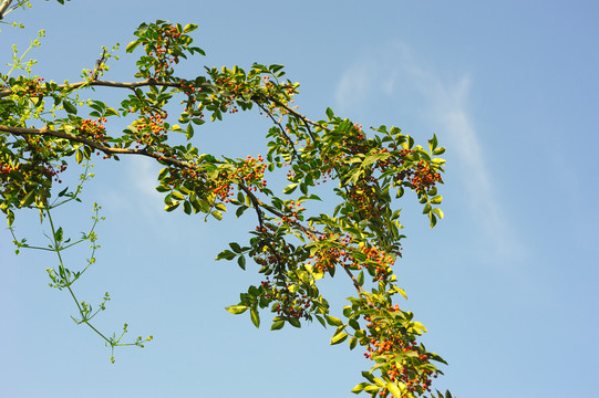 花椒种植