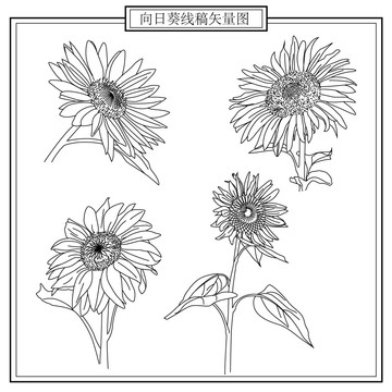 向日葵