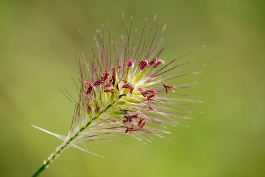 狼尾草