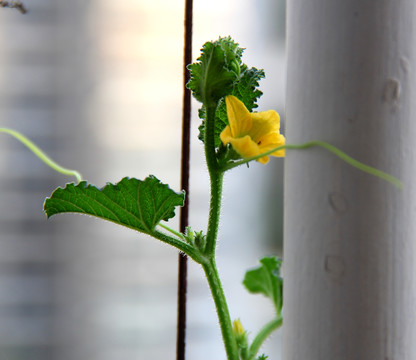 丝瓜花